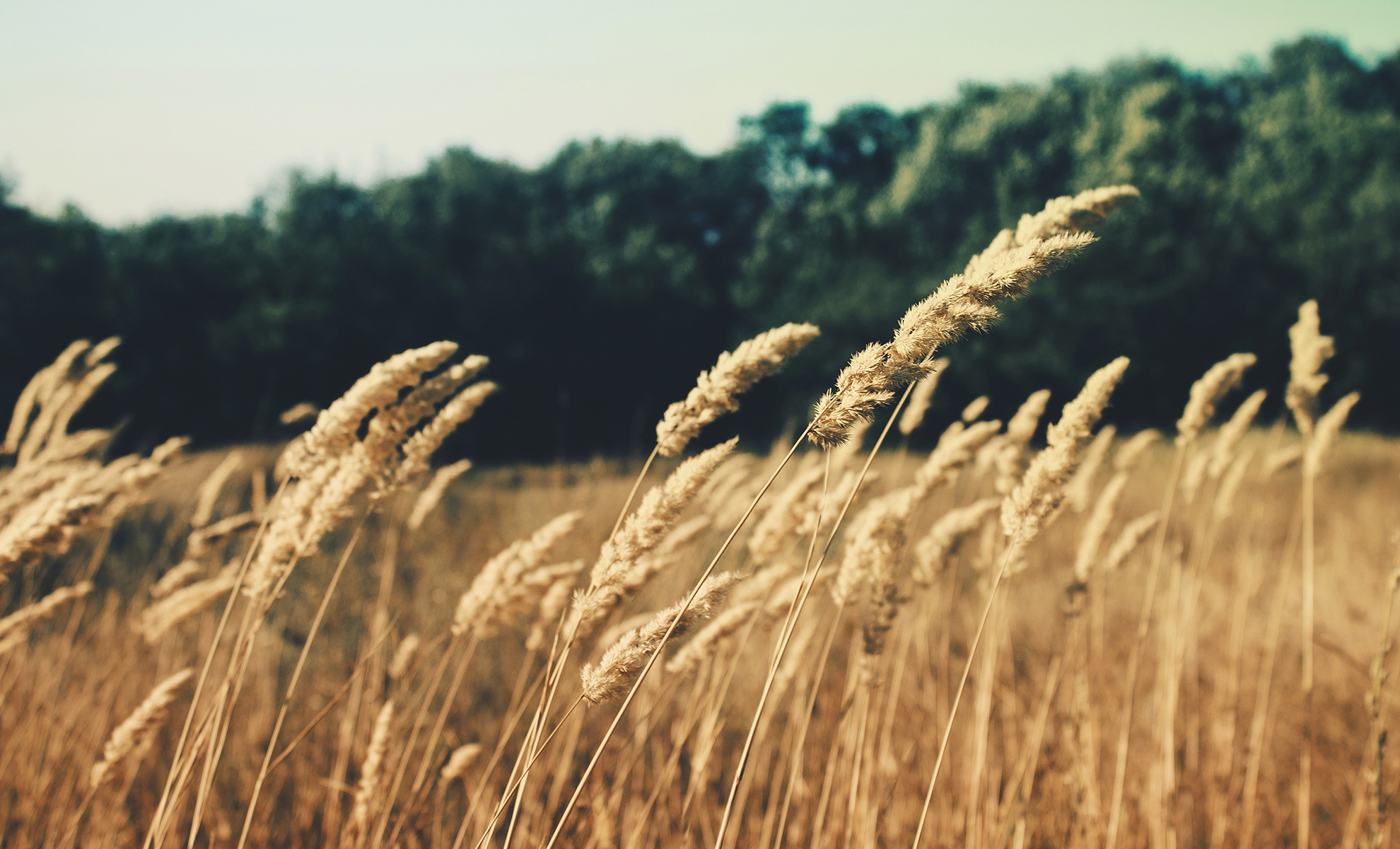 Golden wheat field symbolizing harvest and generosity